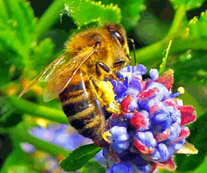 photo of a bee
