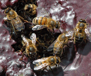 image of bees