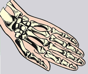 bone hand image