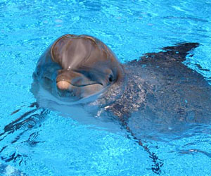 photo of a dolphin