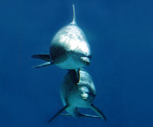 picture of dolphins