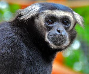 fun animal image