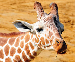 picture of giraffe