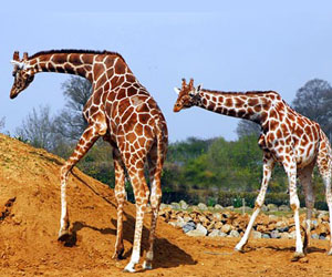 image of giraffes