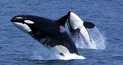 picture of killer whales