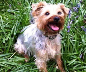 puppy image