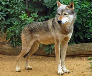 image of wolf